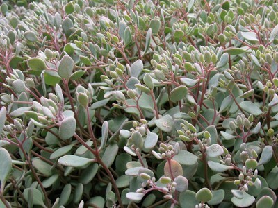 Sedum cauticola &#39;Lidakense&#39;, Lidakense Stonecrop