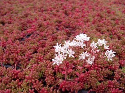 Sedum album &#39;Coral Carpet&#39;, Coral Carpet Stonecrop