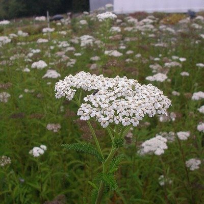 Achillea millefolium, Yarrow