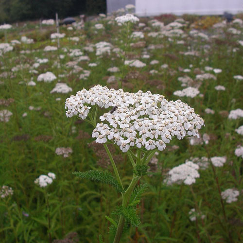 Achillea millefolium, Yarrow