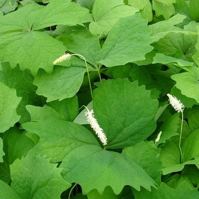 Achlys triphylla, Vanilla Leaf