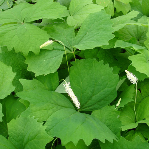 Achlys triphylla, Vanilla Leaf