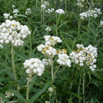 Anaphalis margaritaceae, Pearly Everlasting