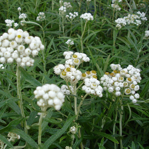 Anaphalis margaritaceae, Pearly Everlasting