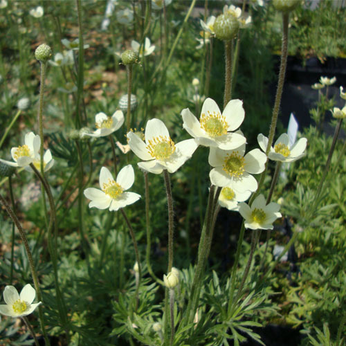 Anemone multifida, Cut-Leaf Anemone