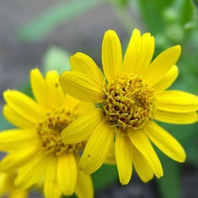 Arnica chamissonis, Meadow Arnica