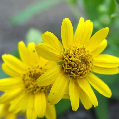 Arnica chamissonis, Meadow Arnica