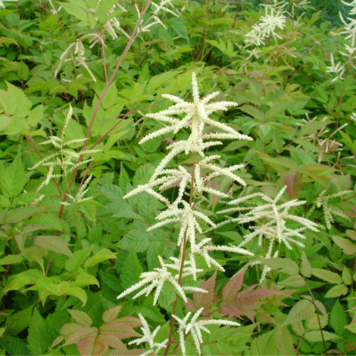Aruncus sylvester, Goats Beard