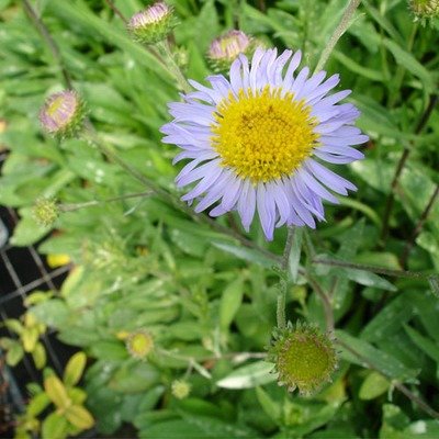 Aster alpigenus, Alpine Aster