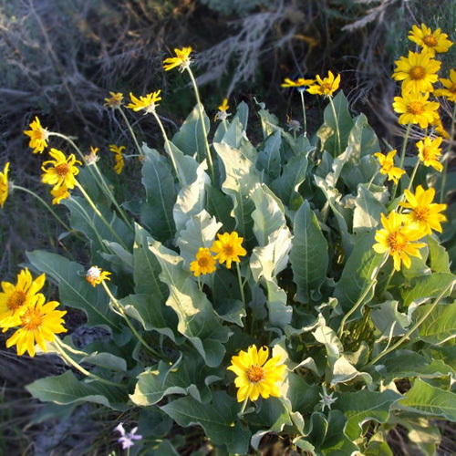 Balsamorhiza sagittata, Arrow-leaved Balsamroot