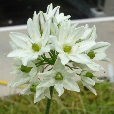 Brodiaea hyacinthina, Fool&#39;s Onion