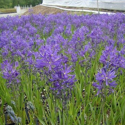 Camassia quamash, Common Camas