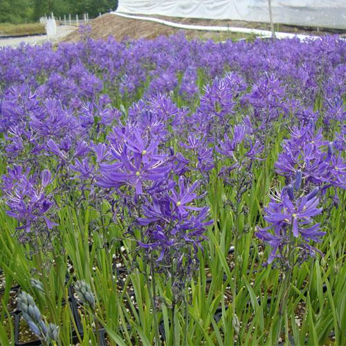 Camassia quamash, Common Camas