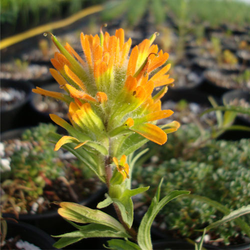 Castilleja miniata, Paintbrush