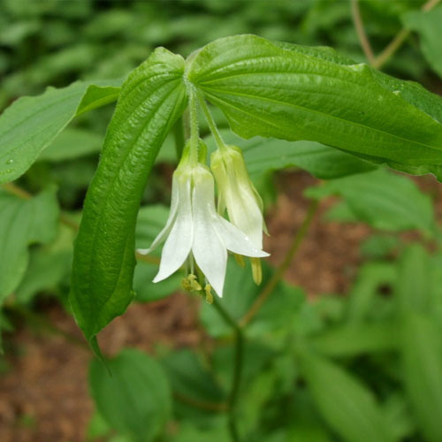 Prosartes (Disporum) hookeri, Hooker&#39;s Fairybells