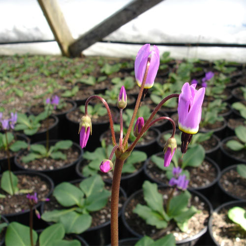 Doedecatheon hendersonii, Shooting Star
