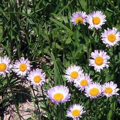 Erigeron compositus, Cut-Leaved Daisy