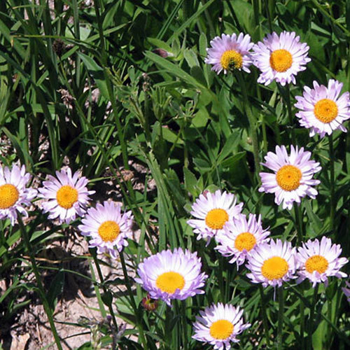 Erigeron compositus, Cut-Leaved Daisy
