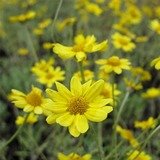 Eriophyllum lanatum, Wooly Sunflower