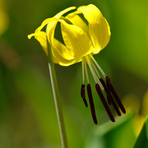 Erythronium grandiflorum, Yellow Glacier Lily