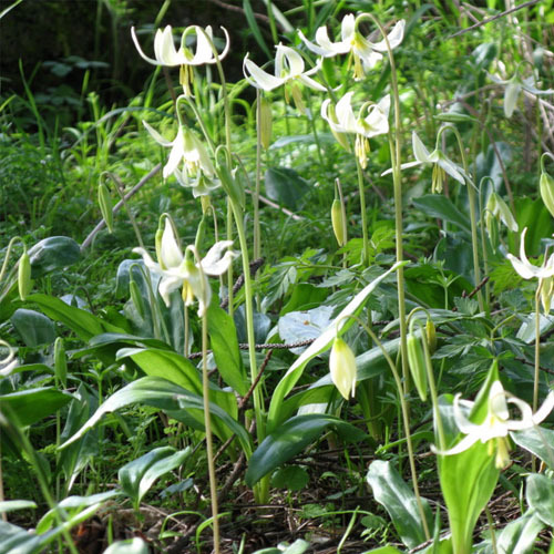 Erythronium oregonum, White Fawn Lily