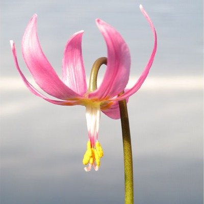 Erythronium revolutum, Pink Fawn Lily