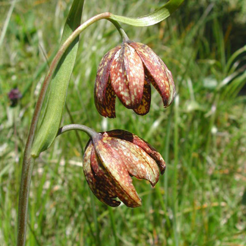 Frittilaria lanceolata, Chocolate Lily