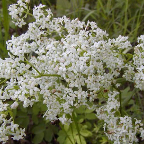 Galium boreale, Northern Bedstraw