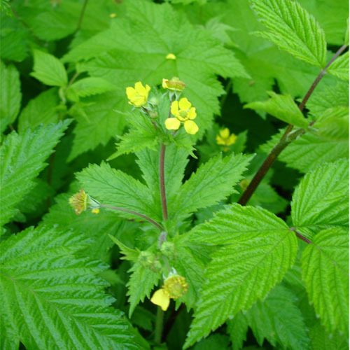Geum macrophyllum, Large-leaved Avens
