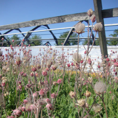 Geum triflorum, Prairie Smoke