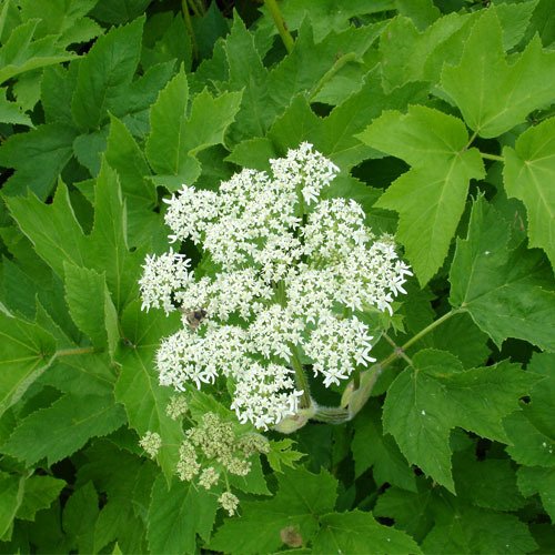 Heracleum lanatum, Cow Parsnip