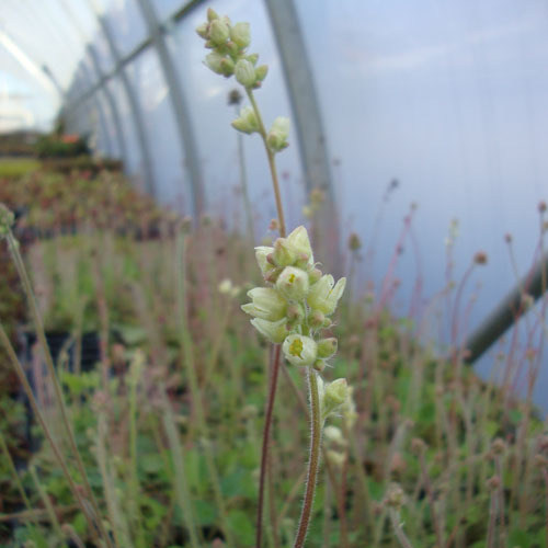 Heuchera cylindrica, Roundleaf Alum Root