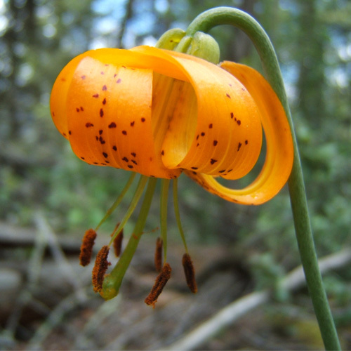 Lilium columbianum, Tiger Lily
