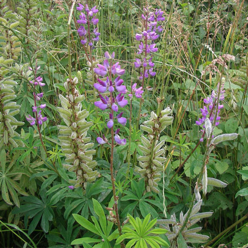 Lupinus polyphyllus, Large-leaved Lupine