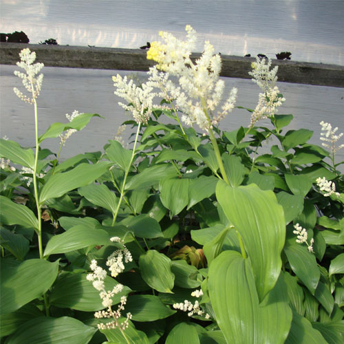 Maianthemum racemosa, False Solomon&#39;s Seal