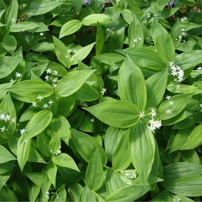 Maianthemum stellata, Star Flowered Solomons Seal