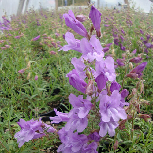 Penstemon fruiticosus, Bush Penstemon