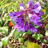 Penstemon serrulatus, Coast Penstemon