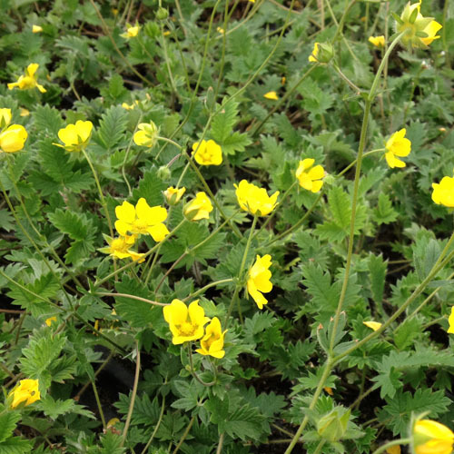 Potentilla nivea, Showy Cinquefoil