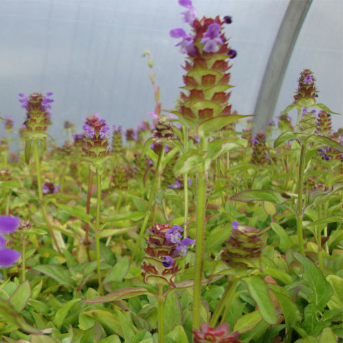 Prunella vulgaris, Self Heal