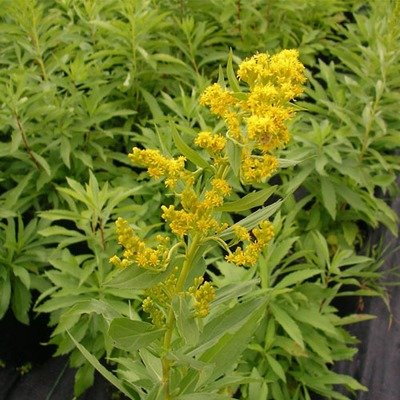 Solidago canadensis, Goldenrod