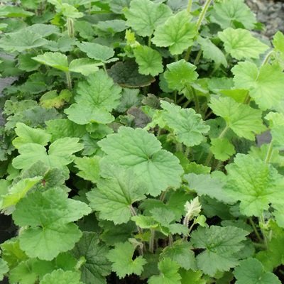 Tellima grandiflora, Fringecup