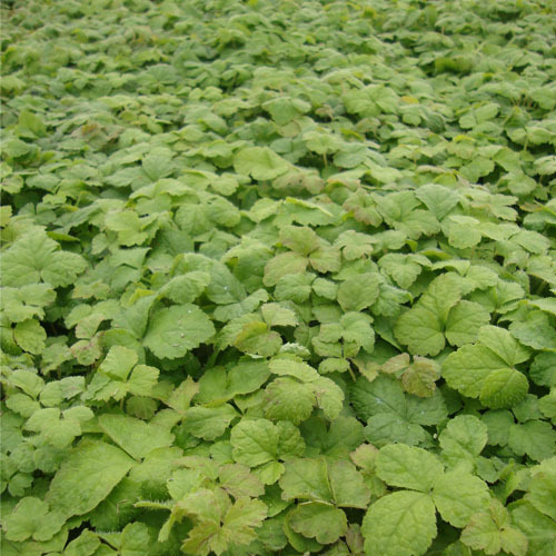 Tiarella trifoliata, Foamflower