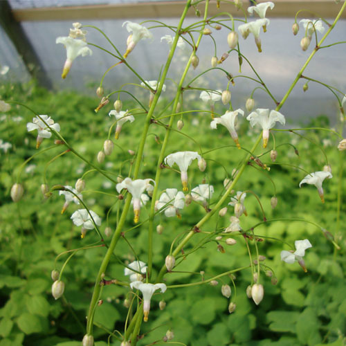 Vancouveria hexandria, Inside-Out Flower