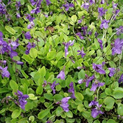 Viola adunca, Early Blue Violet