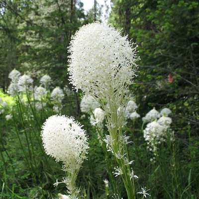 Xerophyllum tenax***, Beargrass