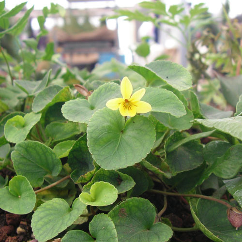 Viola sempervirens, Trailing Yellow Violet