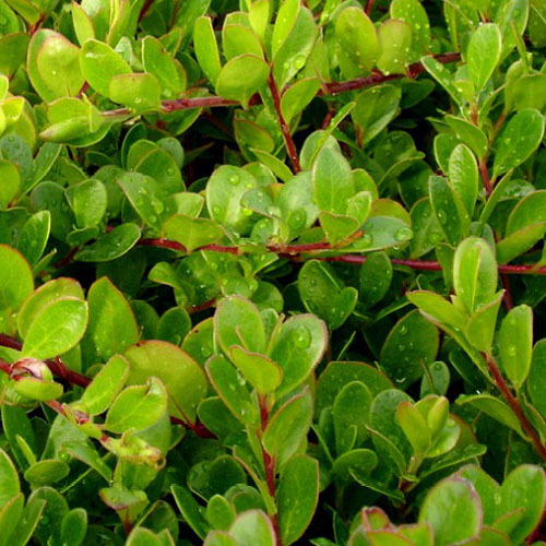 Arctostaphylos uva-ursi, Kinnikinnick (Bearberry)