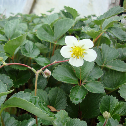 Fragaria chiloensis, Coastal Strawberry