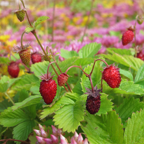 Fragaria vesca, Woodland Strawberry